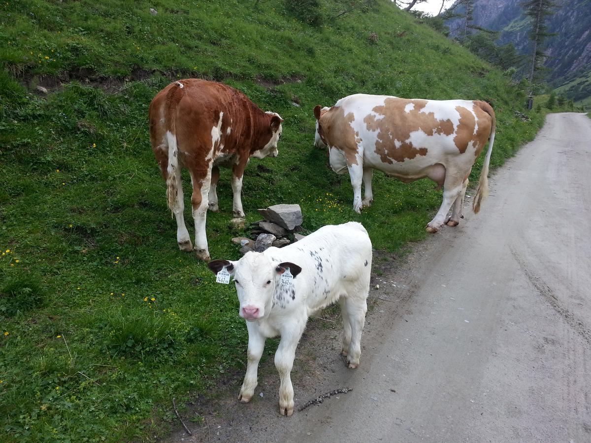 Apartamento Haus Ursula Kals-am Großglockner Exterior foto
